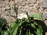 IMG_3442 Valldemossa - A virág ami itt egy kőfal tövében ilyen szépre megnő. Bezzeg nálunk!